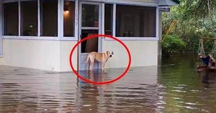 Cachorro Abandonado Pelos Seus Donos E Rea O Linda Depois Foi