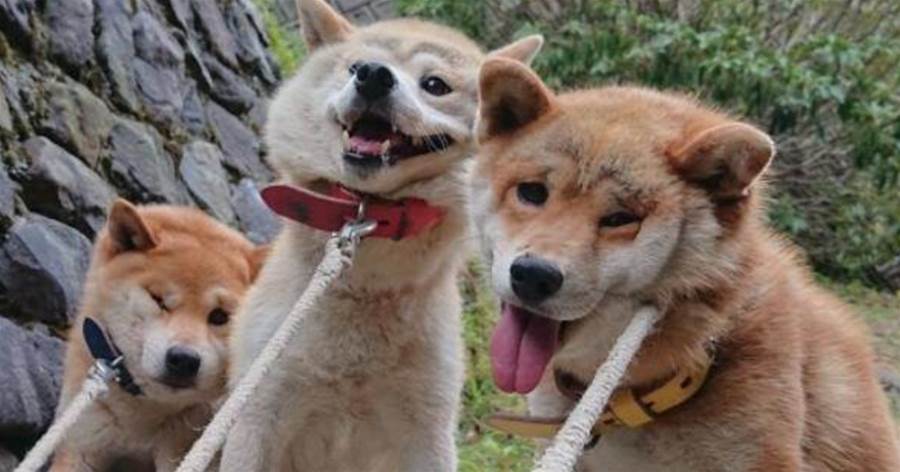 買狗一時爽 養狗心好累 的5種狗 最好別盲目入手